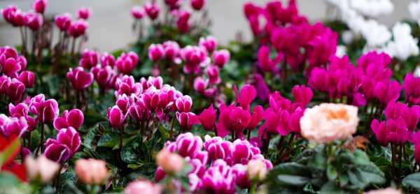 仙客來（Cyclamen）：圖片 4