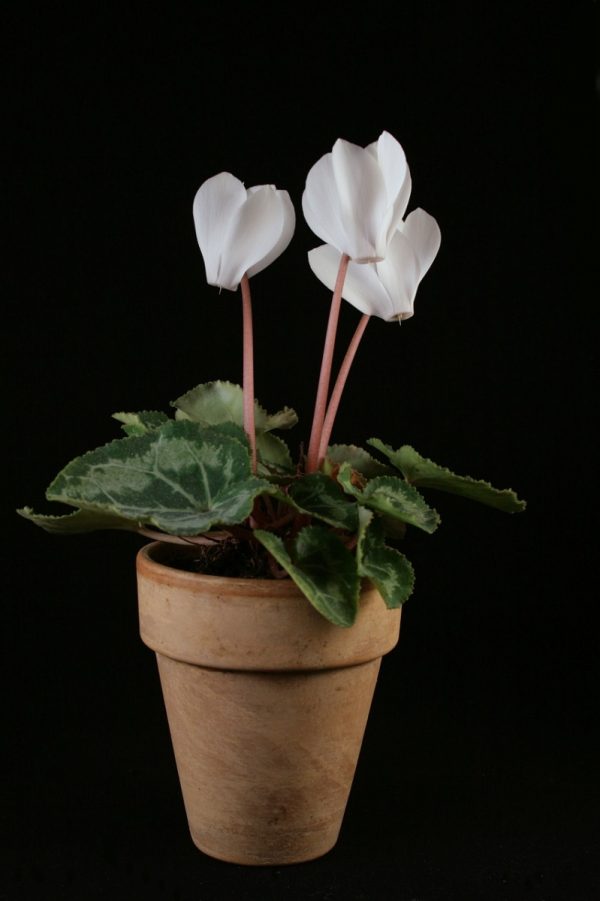 仙客來（Cyclamen）：圖片 3