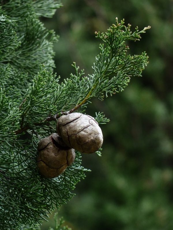 柏樹（Cupressus spp.）