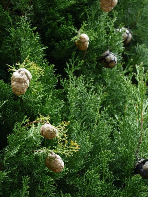 柏樹（Cupressus spp.）：圖片 2