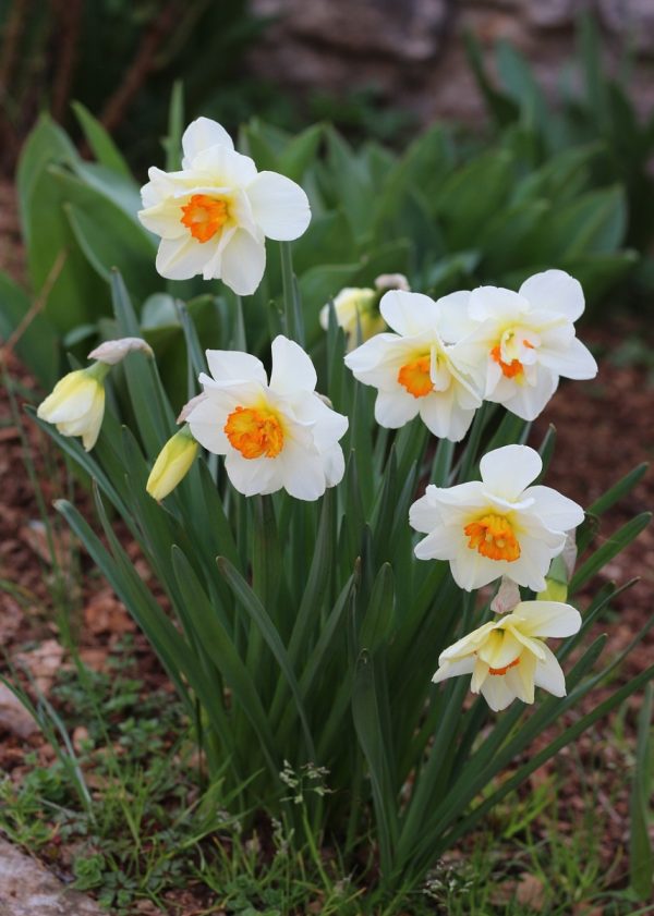 水仙花（Narcissus spp.）：圖片 2