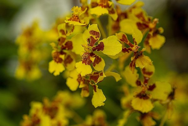 文心蘭（Spider Orchid）：圖片 2