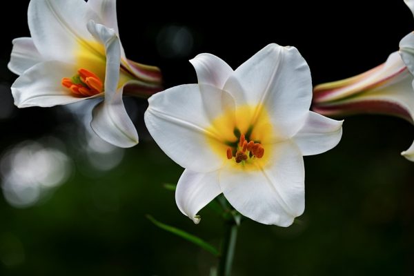 百合花（Lilium spp.）：圖片 2