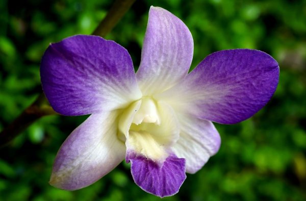石斛蘭（Dendrobium）