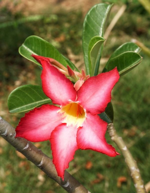 沙漠玫瑰（Adenium obesum）：圖片 2