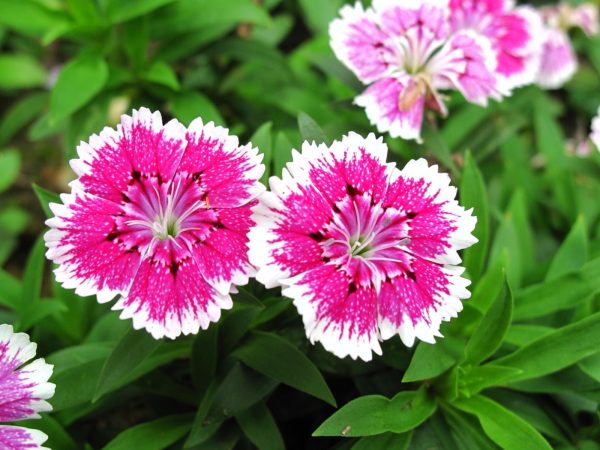 石竹（Dianthus）
