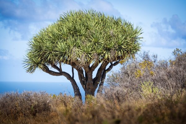 千年木（Dracaena spp.）：圖片 3