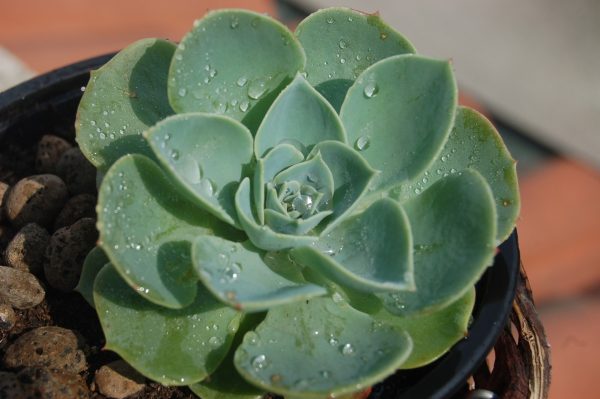 石蓮花（Echeveria paraguayense）