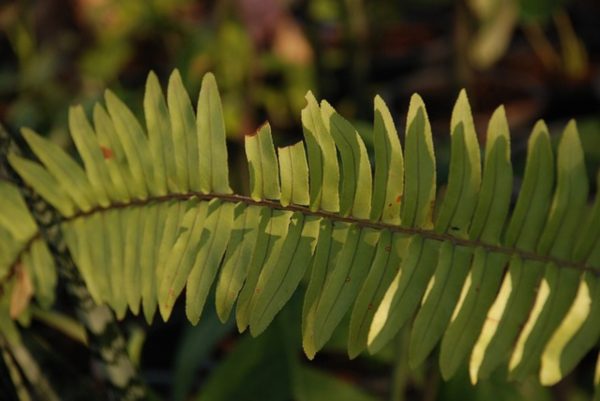 波士頓腎蕨（Nephrolepis exaltata 'Bostoniensis'）