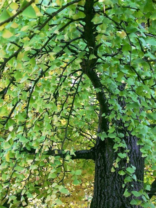 銀杏（Ginkgo biloba）：圖片 4