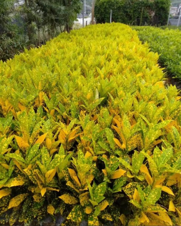 星點變葉木（Codiaeum variegatum cv. Aucubaefolium）：圖片 2
