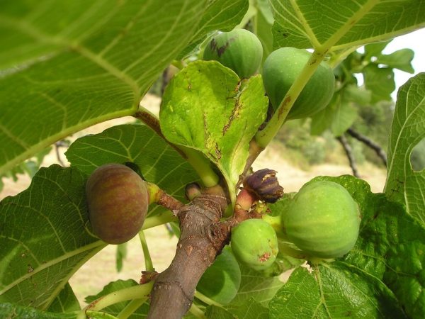 無花果（Ficus carica）