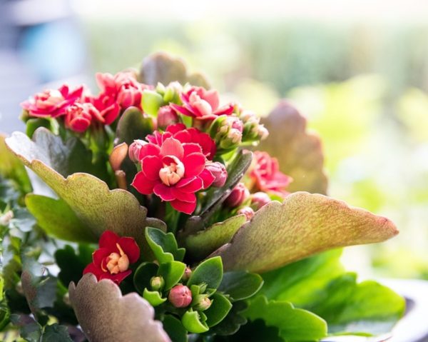 長壽花（Kalanchoe blossfeldiana）：圖片 4