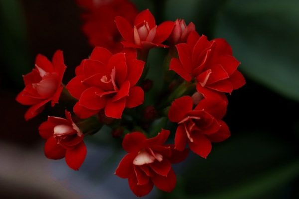 長壽花（Kalanchoe blossfeldiana）：圖片 2