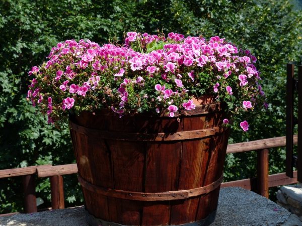 天竺葵（Pelargonium）：圖片 2