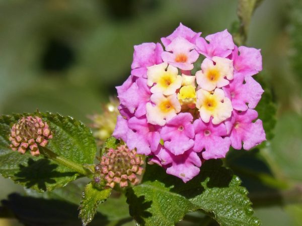 馬纓丹（Lantana camara）