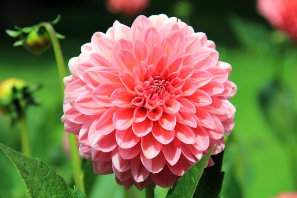大理花（大麗花、Dahlia）