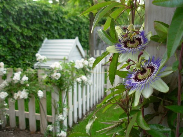 百香果（Passiflora edulis）：圖片 4