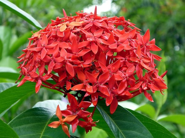 大王仙丹花（Ixora chinensis）
