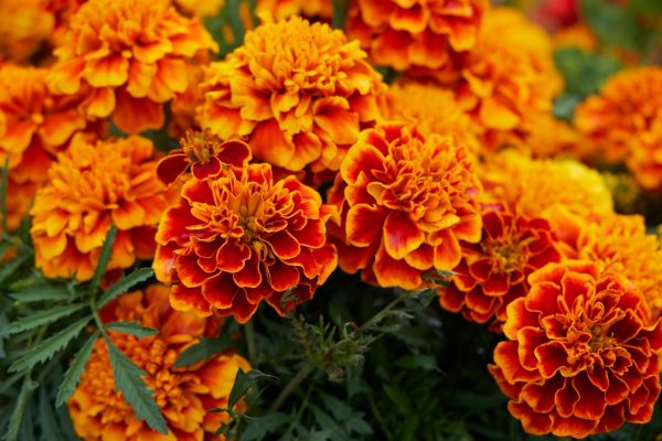 孔雀草（Tagetes patula）：圖片 3