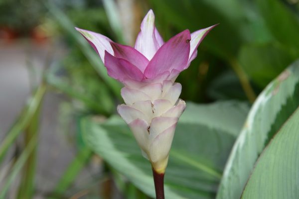 孔雀竹芋（Calathea makoyana）