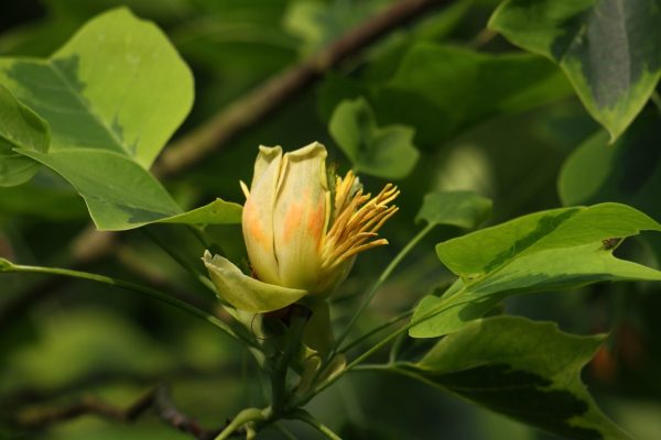 北美鵝掌楸（Liriodendron tulipifera）：圖片 2