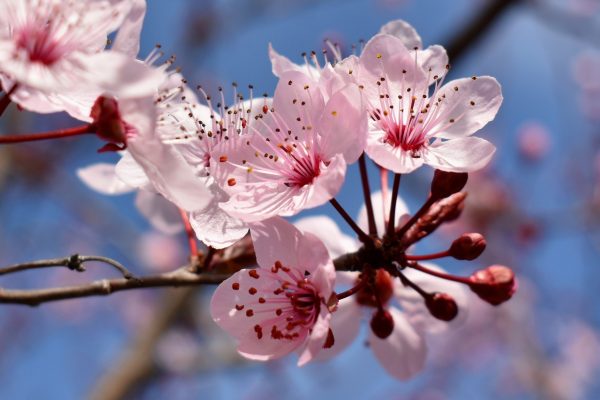 梅花（Prunus mume）