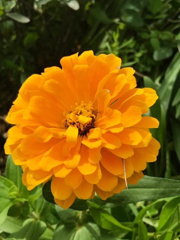 孔雀草（Tagetes patula）