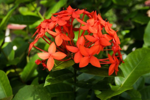 仙丹花（Ixora chinensis）
