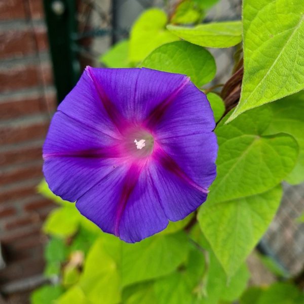 牽牛花（Ipomoea spp.）