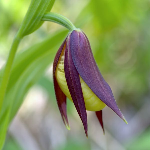 拖鞋蘭（仙履蘭、Lady's Slipper Orchid）