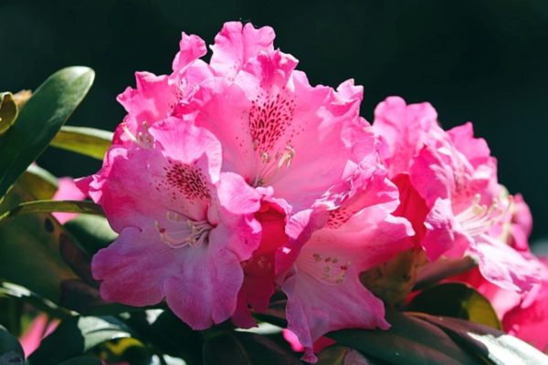 杜鵑花（Rhododendron spp.）：圖片 2