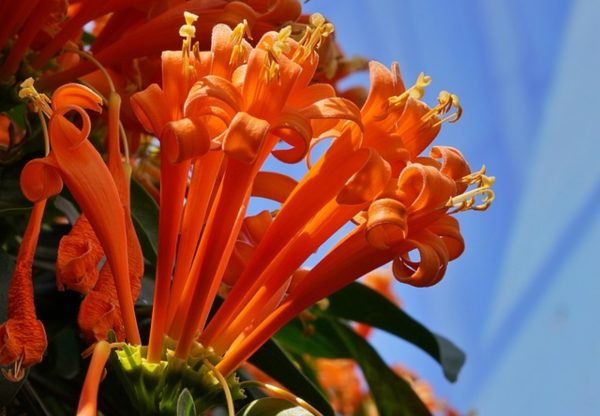 炮仗花（Pyrostegia venusta）：圖片 3