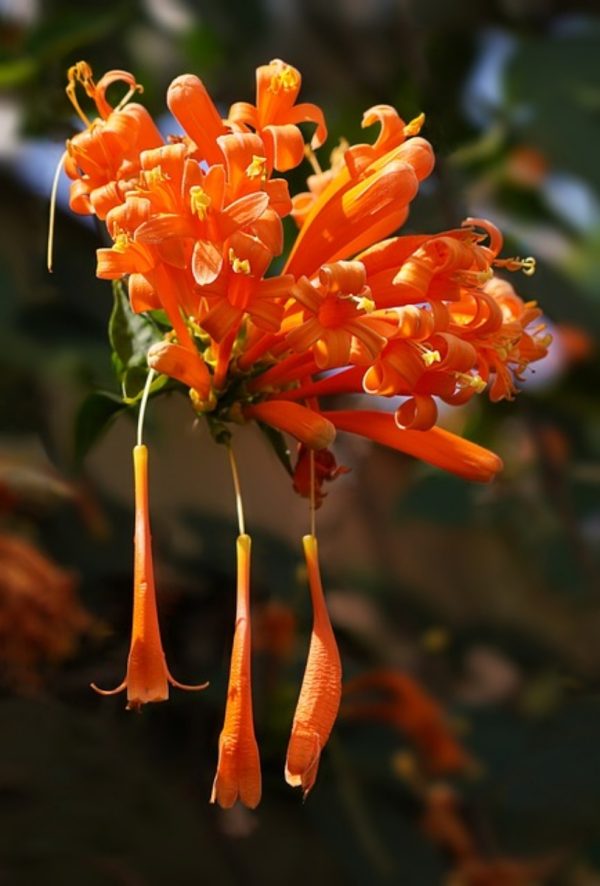 炮仗花（Pyrostegia venusta）：圖片 2