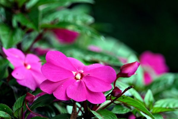 新幾內亞鳳仙（Impatiens hawkeri）