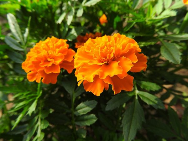 孔雀草（Tagetes patula）：圖片 2