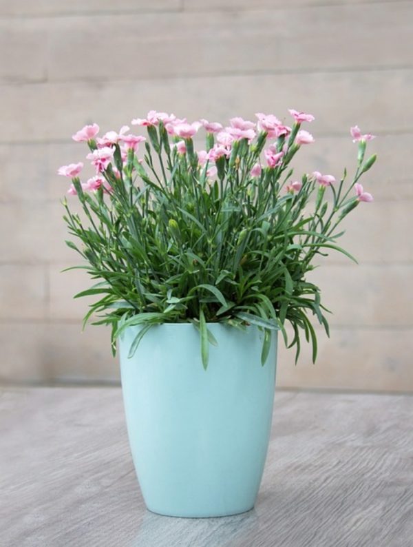 康乃馨（香石竹 、Dianthus caryophyllus）：圖片 3