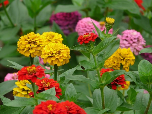 百日草（百日菊、Zinnia elegans）：圖片 3