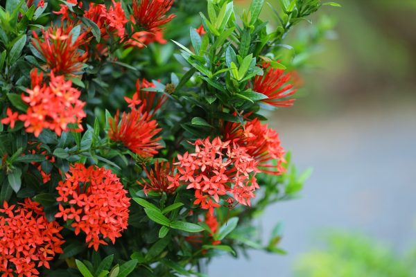 仙丹花（Ixora chinensis）：圖片 2