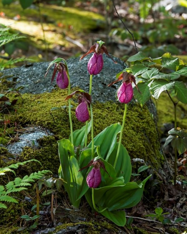 拖鞋蘭（仙履蘭、Lady's Slipper Orchid）：圖片 4