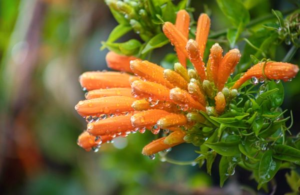 炮仗花（Pyrostegia venusta）