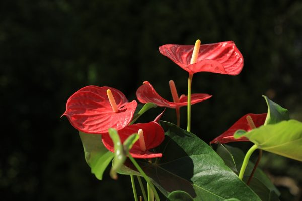 火鶴花（紅掌、Anthurium andraeanum）