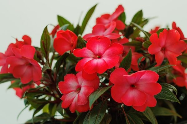非洲鳳仙（Impatiens walleriana）：圖片 2