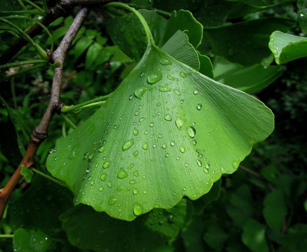 銀杏（Ginkgo biloba）
