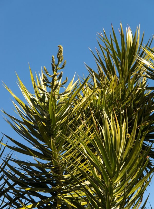 千年木（Dracaena spp.）：圖片 4