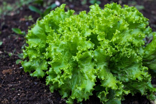 生菜 （萵苣、Leaf Lettuce）：圖片 3