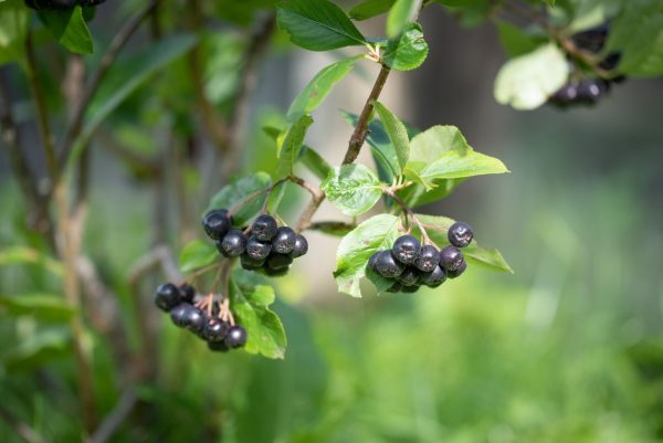 黑果腺肋花楸（Aronia melanocarpa）：圖片 3