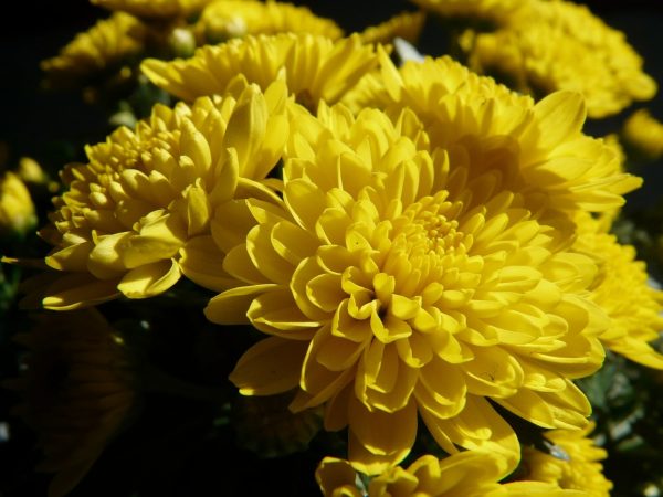 菊花（Chrysanthemum spp.）：圖片 2