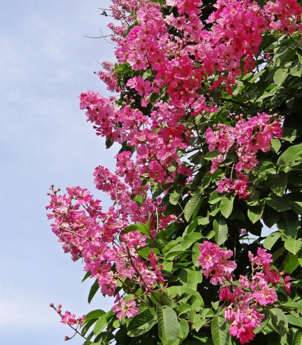 紫薇（Lagerstroemia indica）：圖片 4