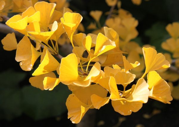 銀杏（Ginkgo biloba）：圖片 2